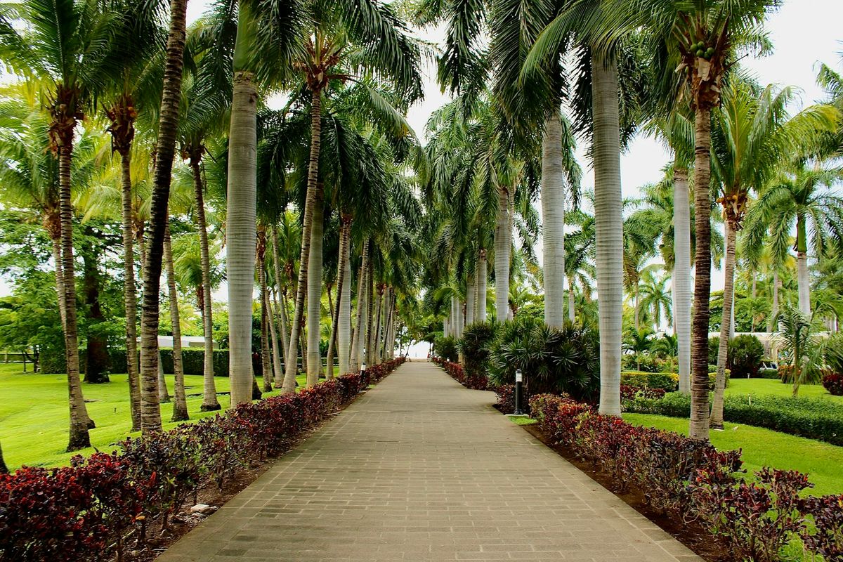 Sendero de jardín entre palmeras, césped y plantas de colores.
